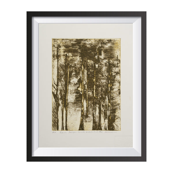 Serie Bosques de Costa Rica