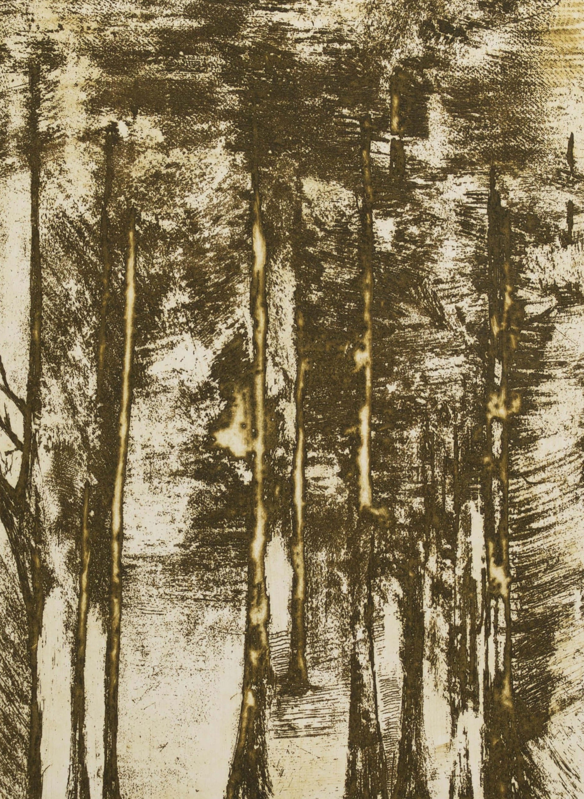 Serie Bosques de Costa Rica